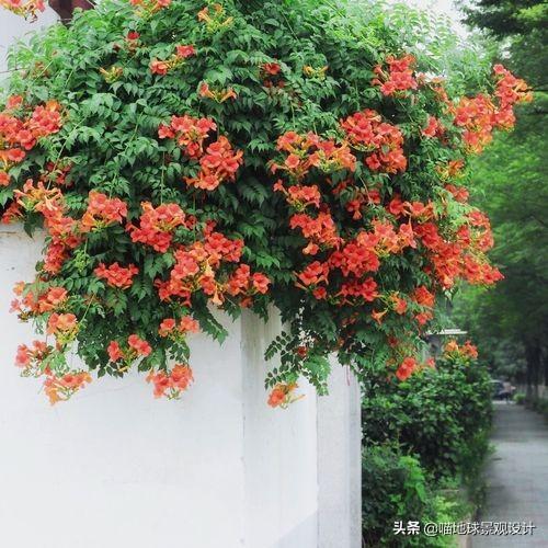 長(cháng)春蔓開(kāi)花嗎，長(cháng)春蔓和常春藤一樣嗎?