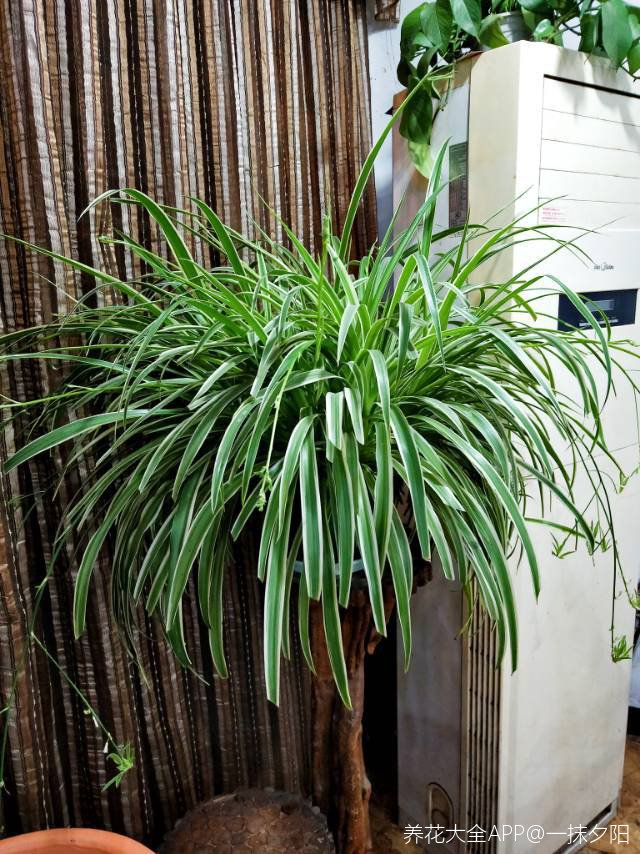 吊蘭冬天怎么過(guò)冬，冬天凍不死的吊蘭?