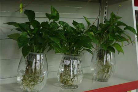 水培牡丹吊蘭的養殖方法和注意事項，水培會(huì )不會(huì )開(kāi)花，水培綠蘿放啥長(cháng)得快?