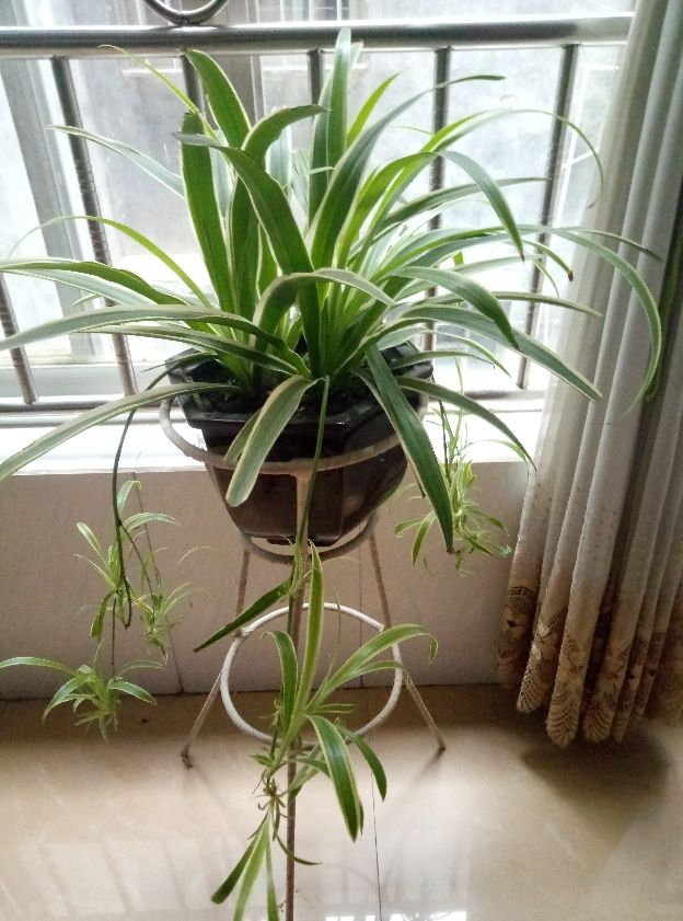 吊蘭冬天怎么過(guò)冬，冬天凍不死的吊蘭?