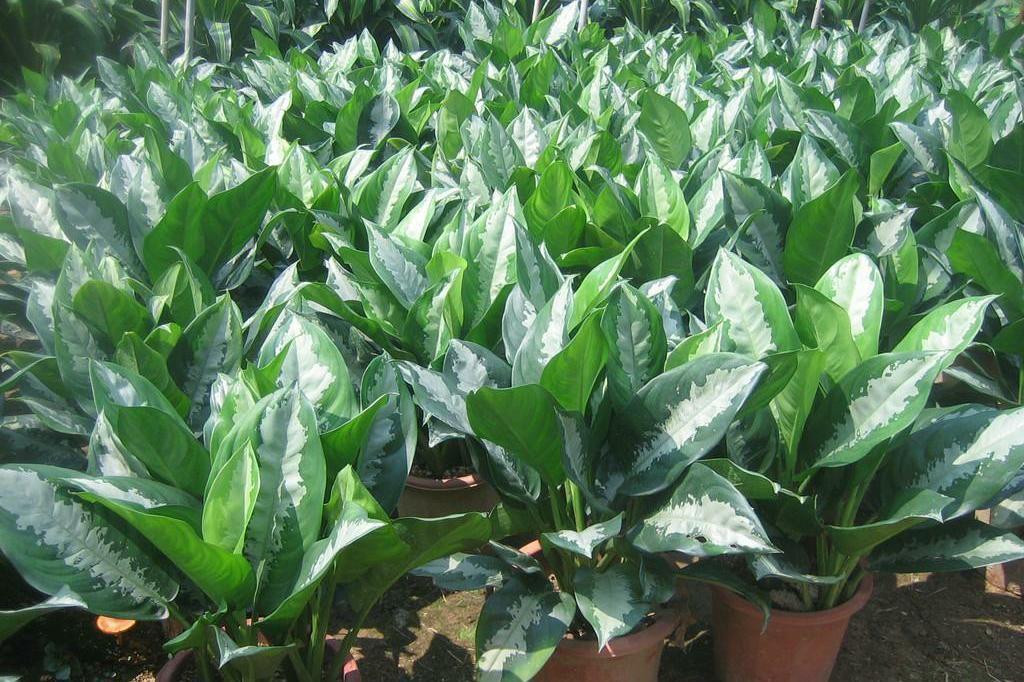 粗肋草的扦插繁殖，粗肋草品種?