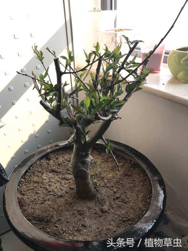 垂枝海棠什么時(shí)候開(kāi)花，垂枝海棠和垂絲海棠?