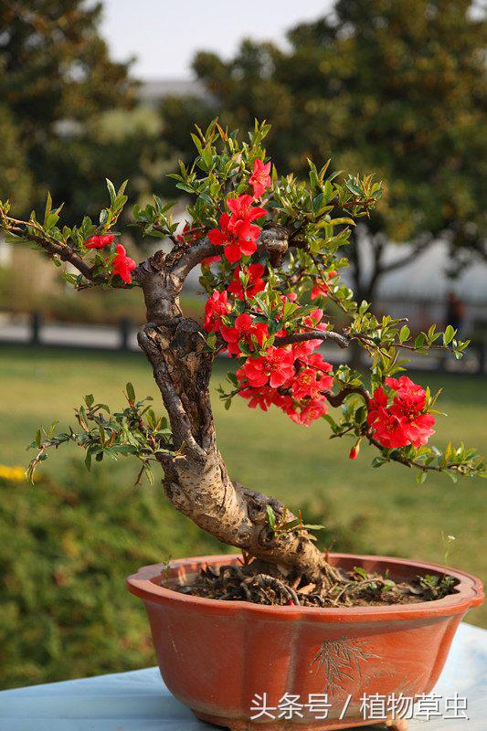 垂枝海棠什么時(shí)候開(kāi)花，垂枝海棠和垂絲海棠?