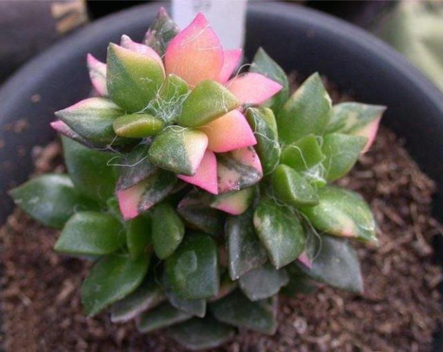 春夢(mèng)殿錦徒長(cháng)了怎么辦，春夢(mèng)殿錦葉片發(fā)軟?