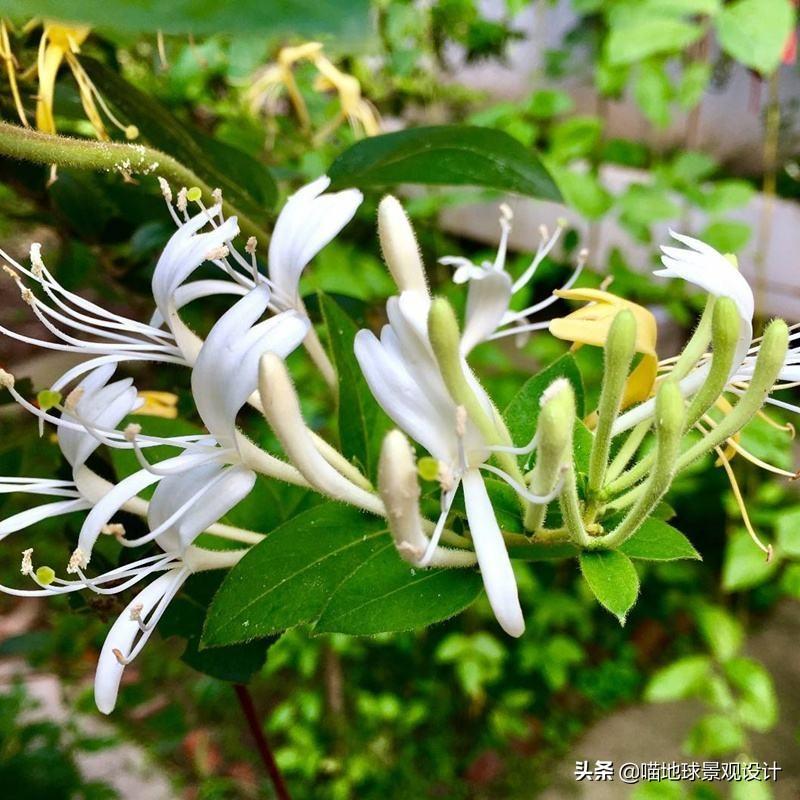 長(cháng)春蔓開(kāi)花嗎，長(cháng)春蔓和常春藤一樣嗎?