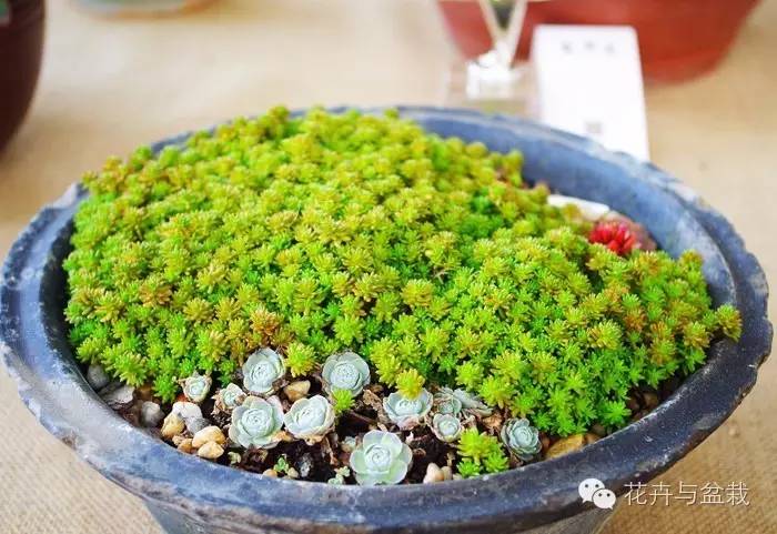 薄雪萬(wàn)年草開(kāi)花嗎，薄雪萬(wàn)年草耐寒多少度?