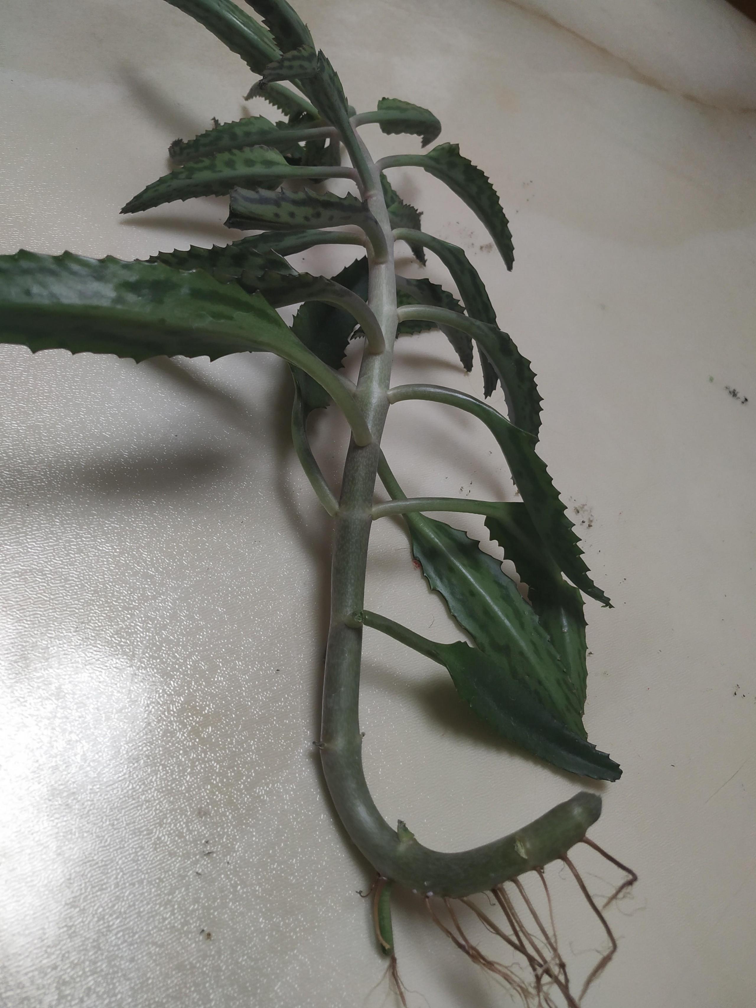 落地生根的繁殖方法，落地生根扦插方法?
