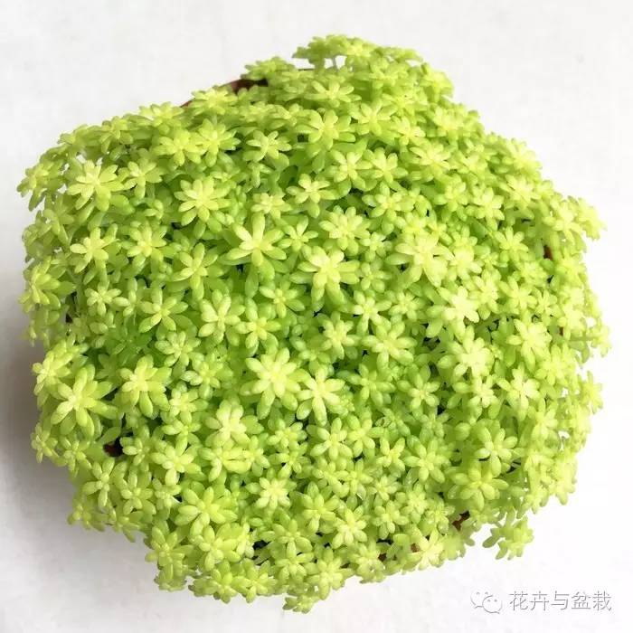 薄雪萬(wàn)年草開(kāi)花嗎，薄雪萬(wàn)年草耐寒多少度?