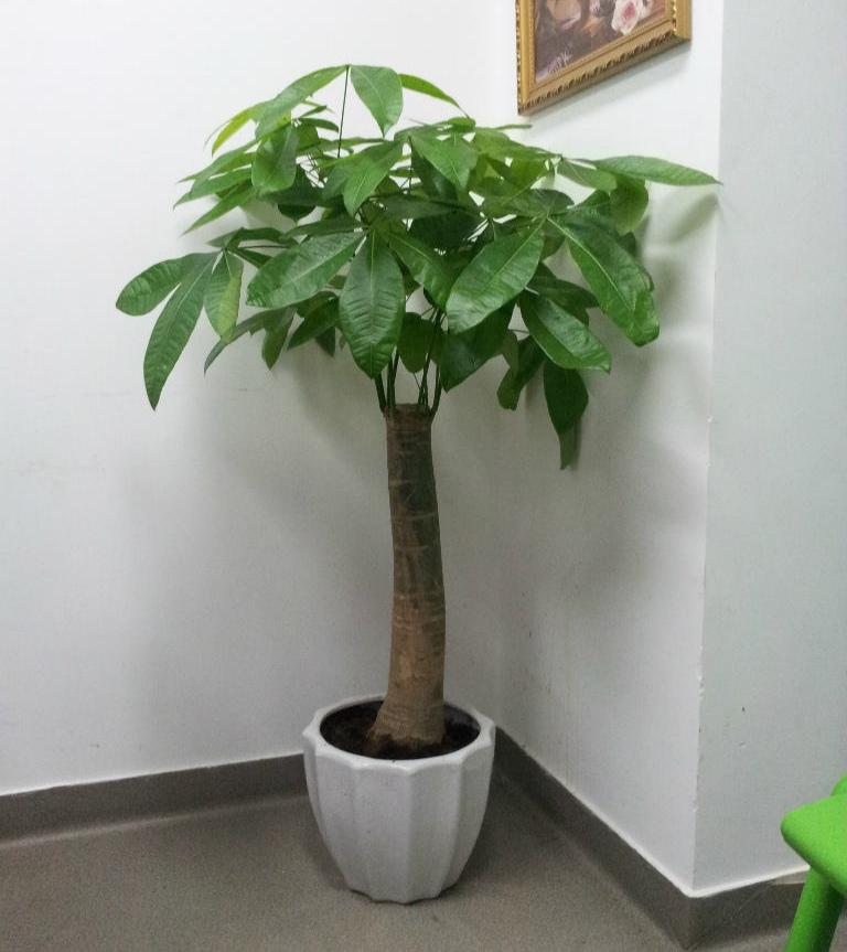 不夜城的分株繁殖，蝴蝶蘭是怎么繁殖的?