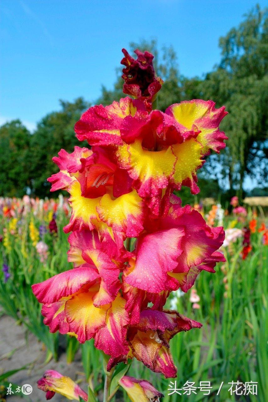 唐菖蒲什么時(shí)候開(kāi)花，唐菖蒲一年開(kāi)幾次花?