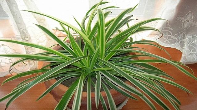 吊蘭施肥方法，用什么肥好，吊蘭喜歡什么肥?