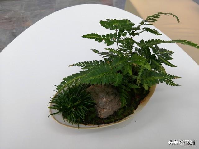 菖蒲盆景怎么過(guò)冬?，新手如何養菖蒲?