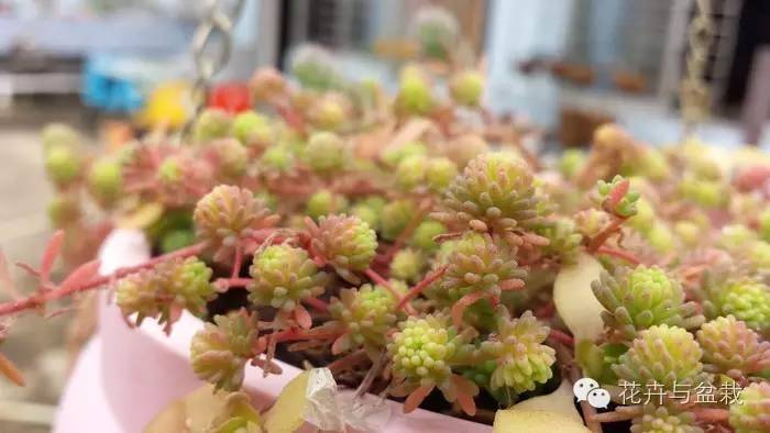 薄雪萬(wàn)年草開(kāi)花嗎，薄雪萬(wàn)年草耐寒多少度?