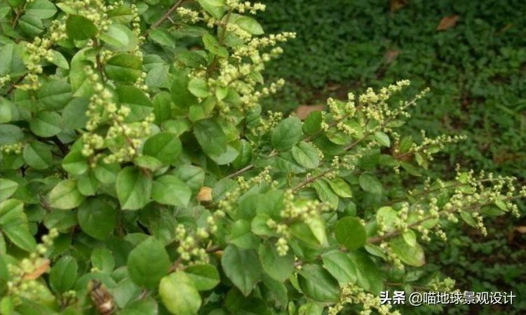 長(cháng)春蔓開(kāi)花嗎，長(cháng)春蔓和常春藤一樣嗎?