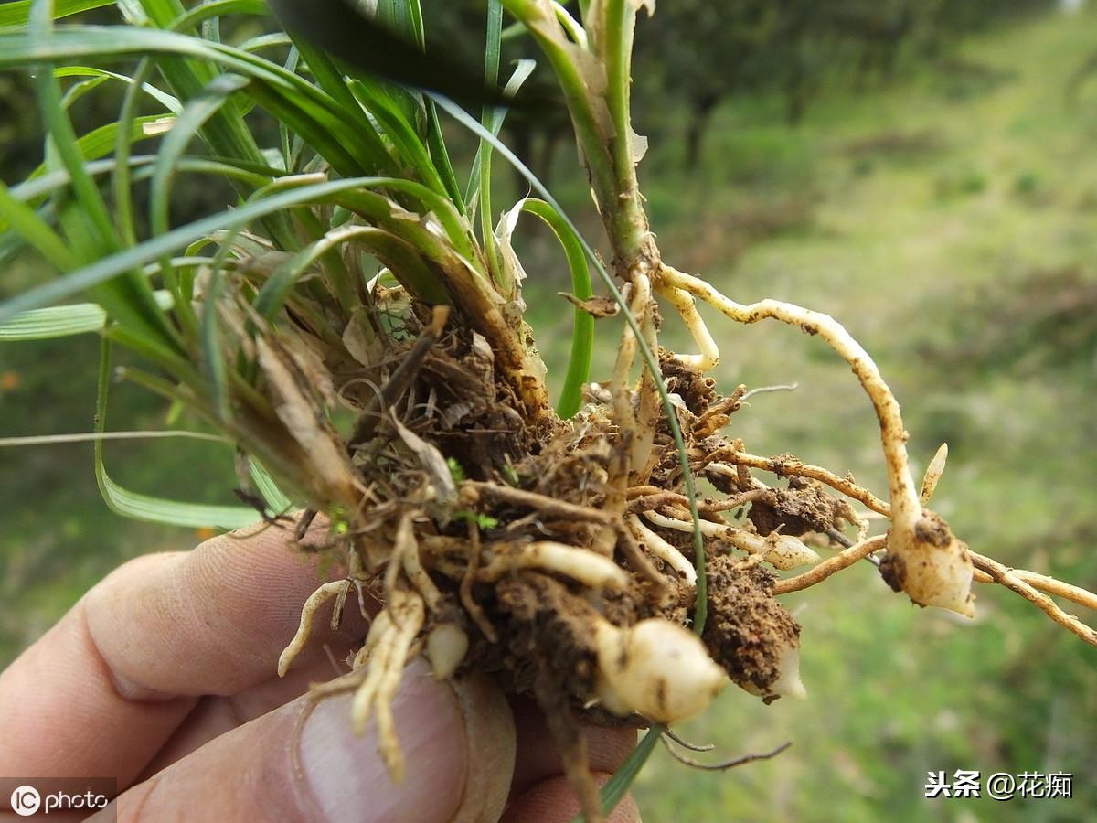 菖蒲盆景怎么過(guò)冬?，新手如何養菖蒲?