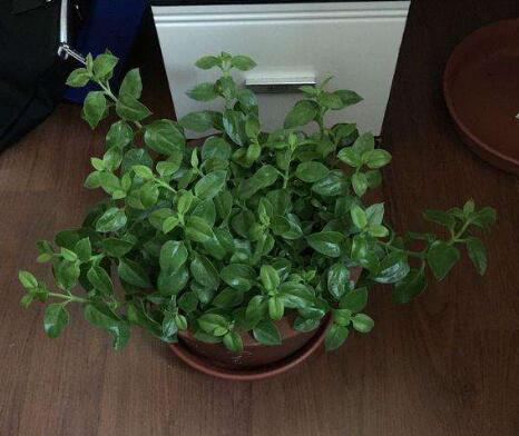 怎么讓牡丹吊蘭爆盆，怎么扦插，牡丹吊蘭水培圖片?