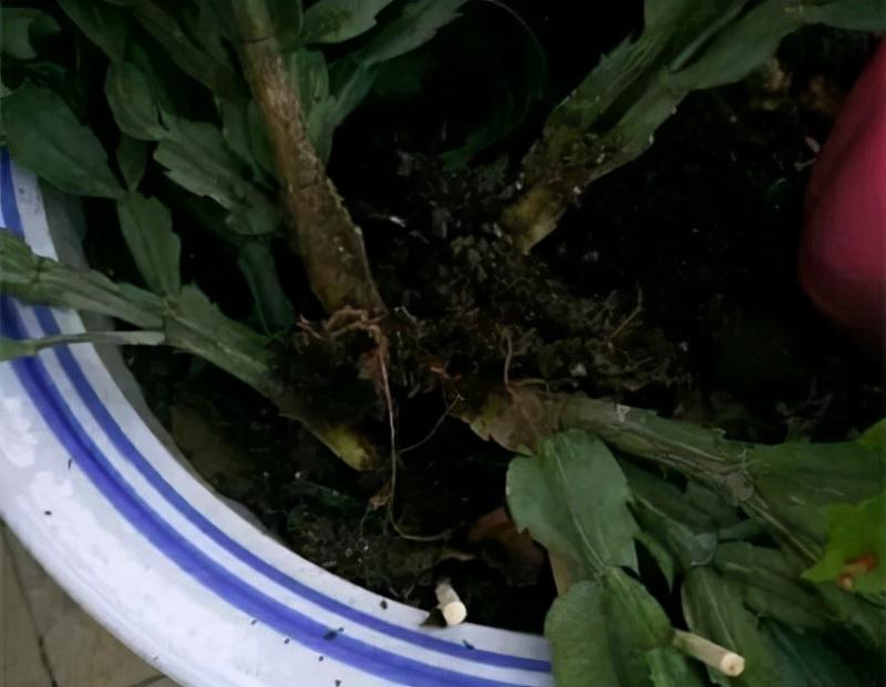 不夜城的分株繁殖，蝴蝶蘭是怎么繁殖的?