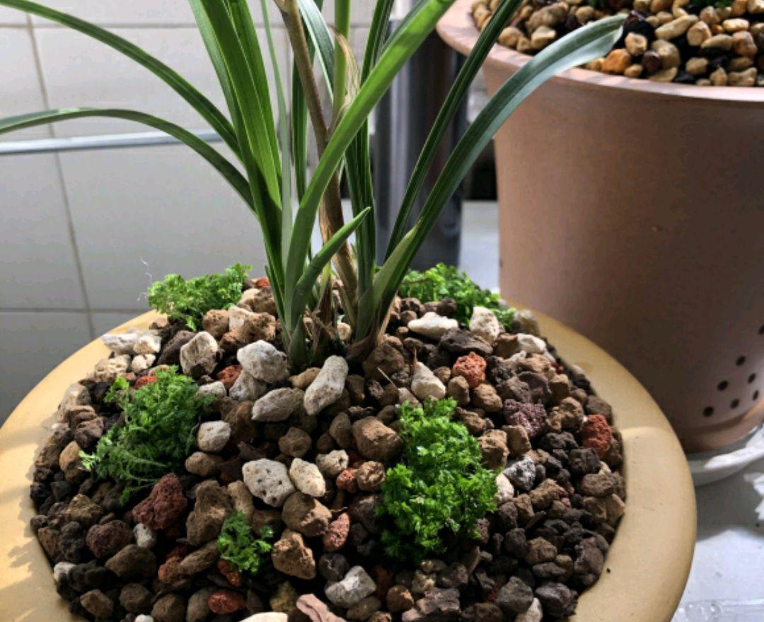 翠云草怎么繁殖，翠云草怎么爆盆?