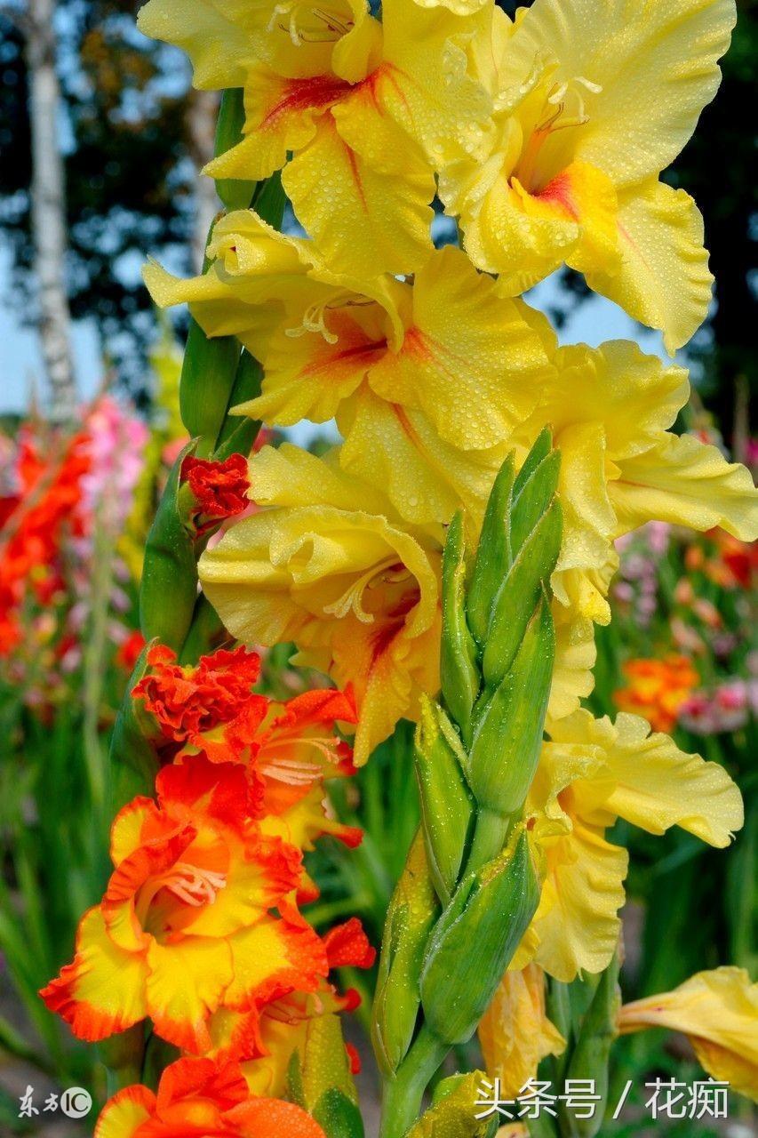 唐菖蒲什么時(shí)候開(kāi)花，唐菖蒲一年開(kāi)幾次花?