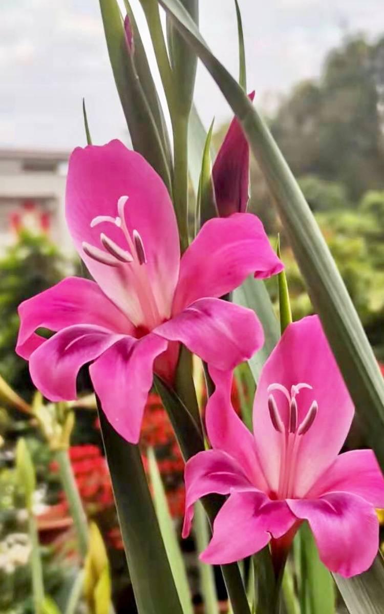 唐菖蒲(劍蘭)怎么施肥，水養劍蘭是否要剝掉葉子?