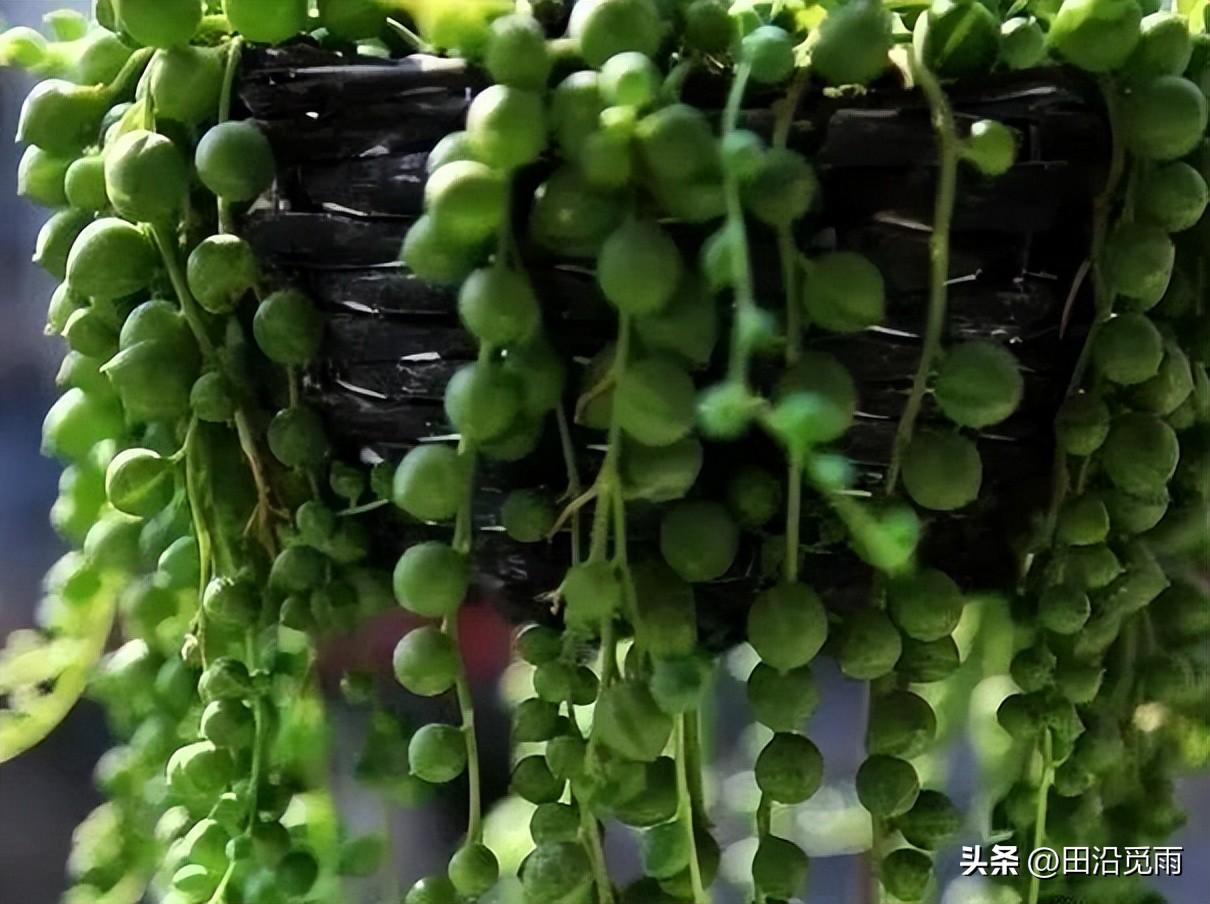 魚(yú)嘴吊蘭怎么養殖方法，怎么施肥，小嘴魚(yú)能養殖嗎?