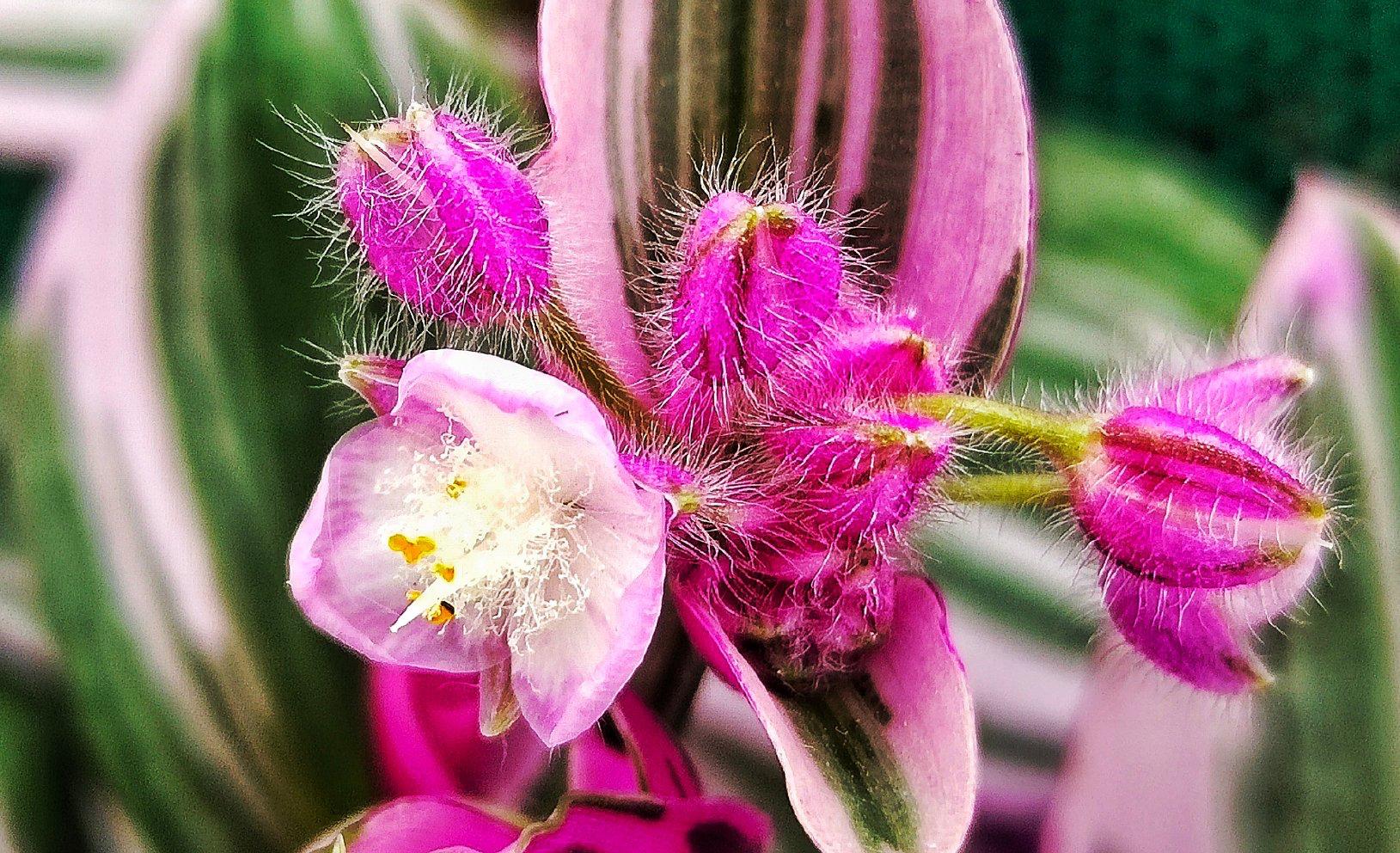 油畫(huà)吊蘭怎么養，怎么扦插，吊蘭扦插方法圖解?