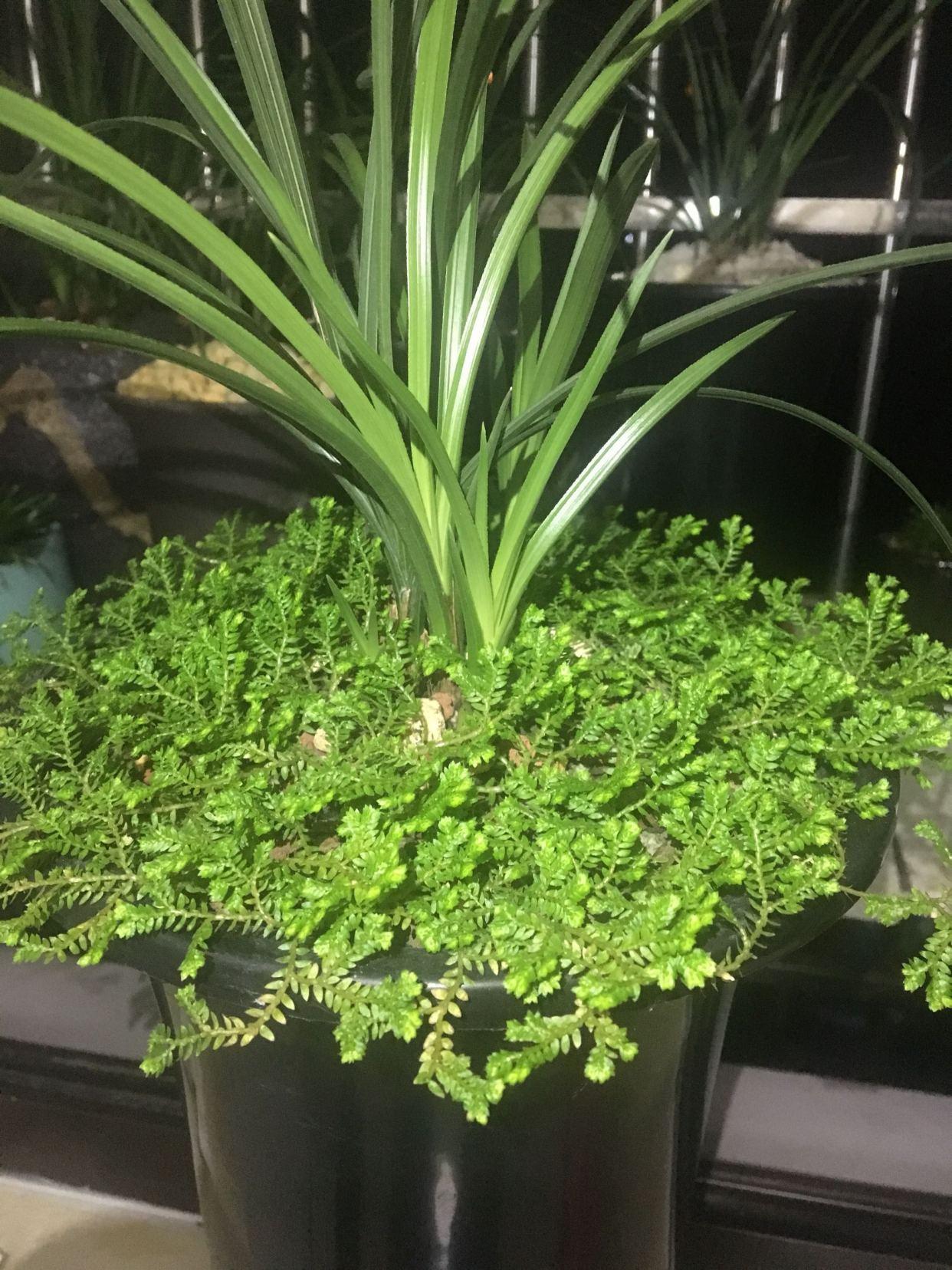 翠云草怎么繁殖，翠云草怎么爆盆?