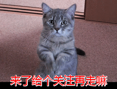 狗狗討厭主人的表現有哪些(狗狗為什么討厭主人)
