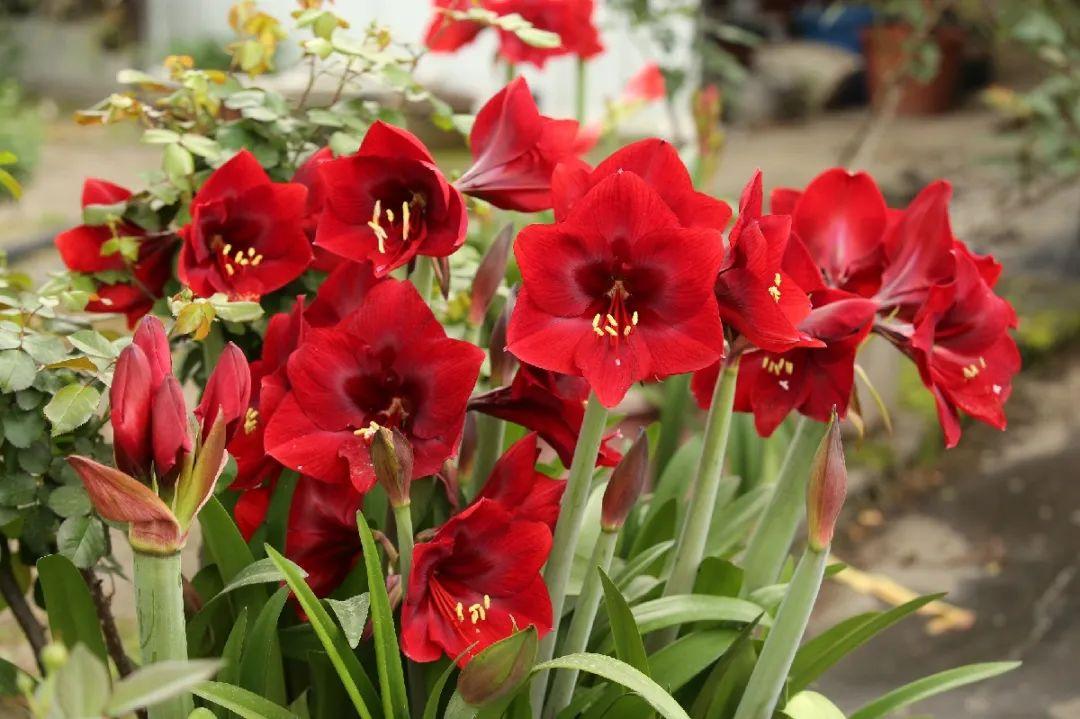 落地生根怎么澆水，落地生根盆栽怎么養?