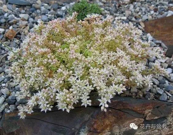 薄雪萬(wàn)年草開(kāi)花嗎，薄雪萬(wàn)年草耐寒多少度?