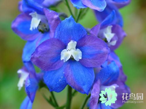 翠雀的繁殖方法，翠雀?