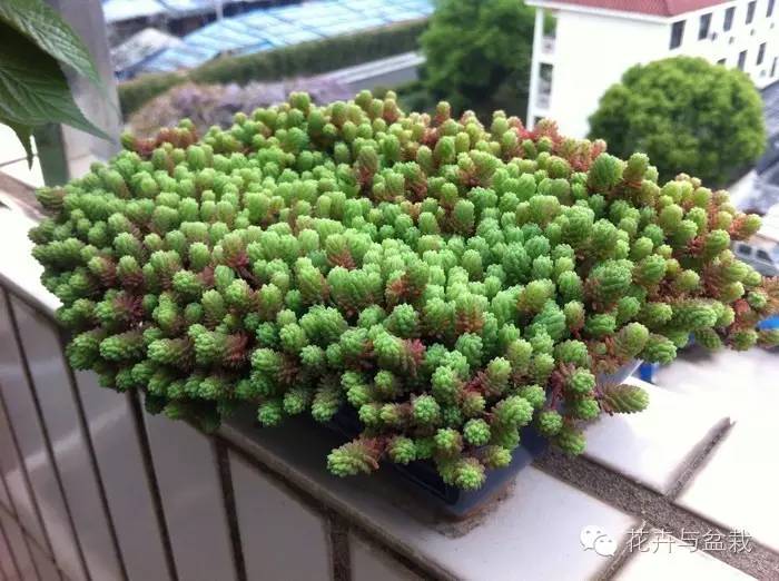 薄雪萬(wàn)年草開(kāi)花嗎，薄雪萬(wàn)年草耐寒多少度?