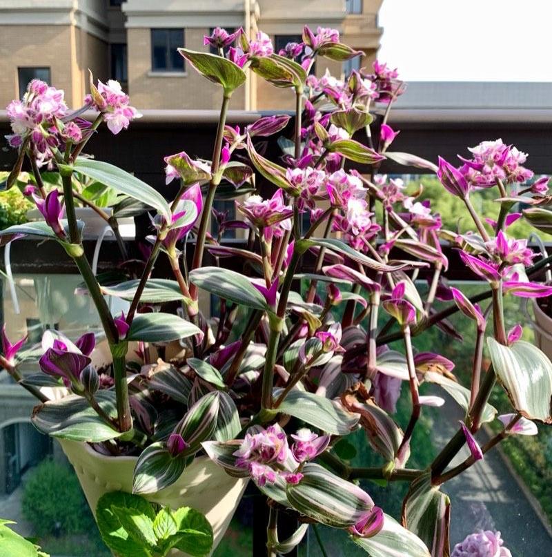 油畫(huà)吊蘭怎么養，怎么扦插，吊蘭扦插方法圖解?