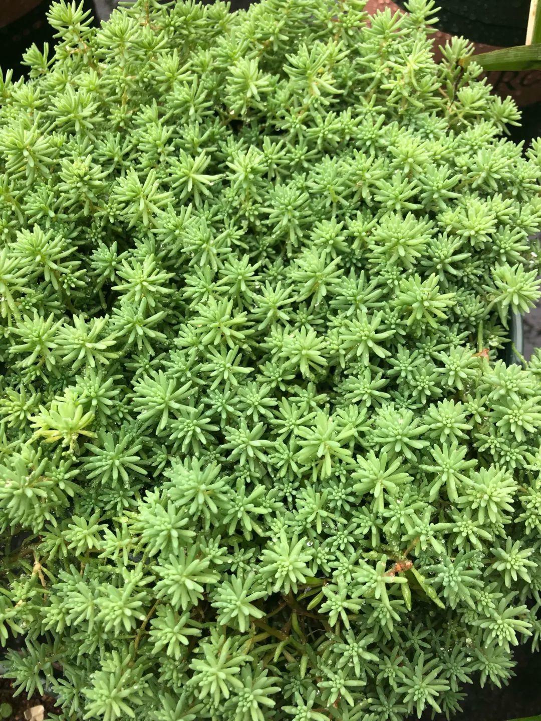 薄雪萬(wàn)年草怎么過(guò)冬，薄雪萬(wàn)年草和佛甲草區別?