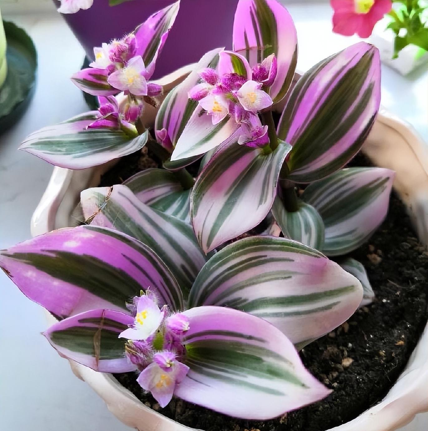 油畫(huà)吊蘭怎么養，怎么扦插，吊蘭扦插方法圖解?