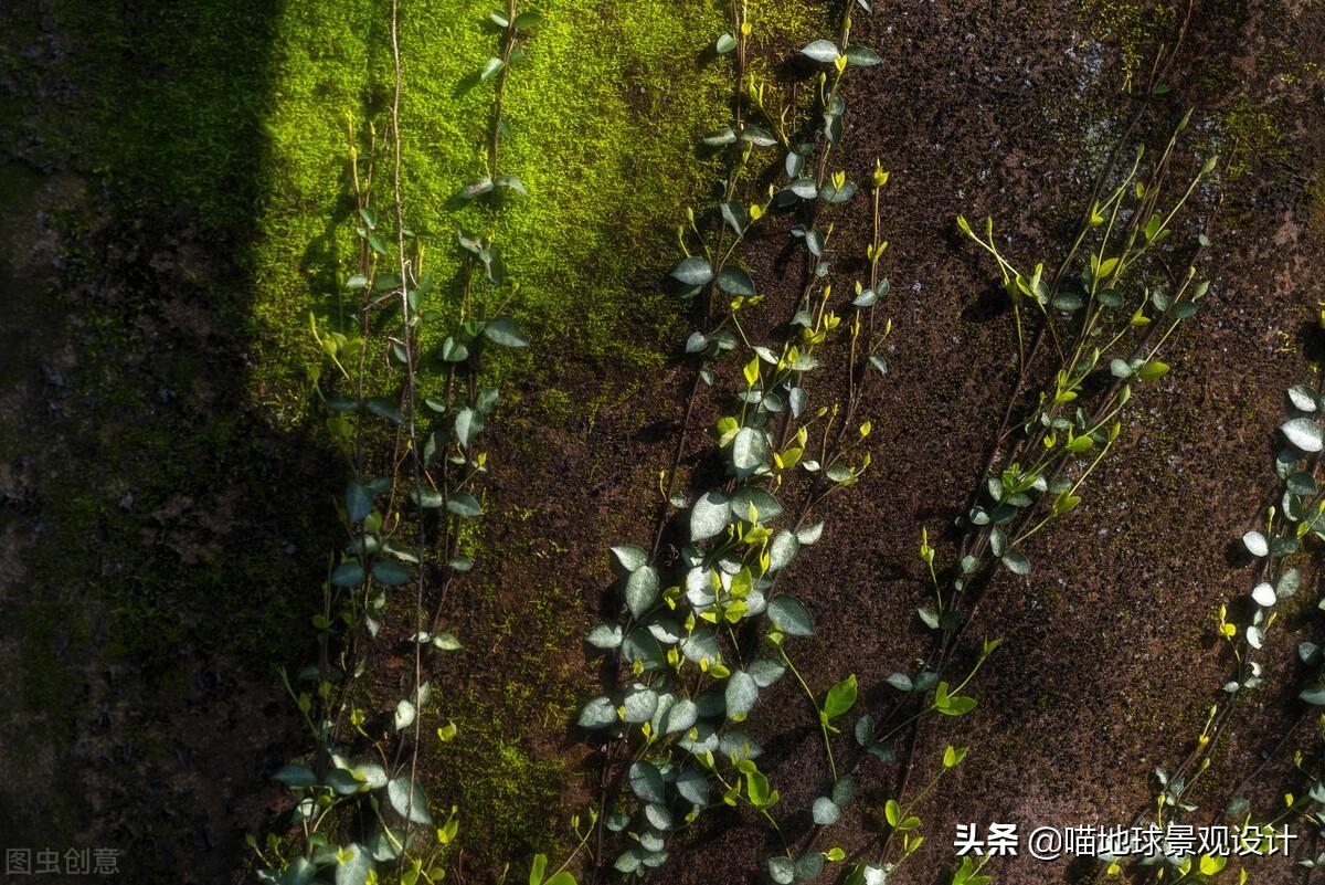 長(cháng)春蔓開(kāi)花嗎，長(cháng)春蔓和常春藤一樣嗎?