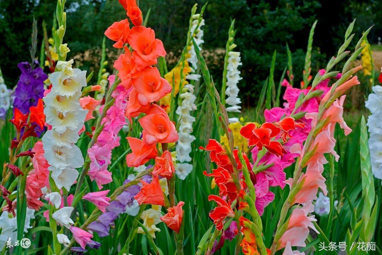 唐菖蒲什么時(shí)候開(kāi)花，唐菖蒲一年開(kāi)幾次花?