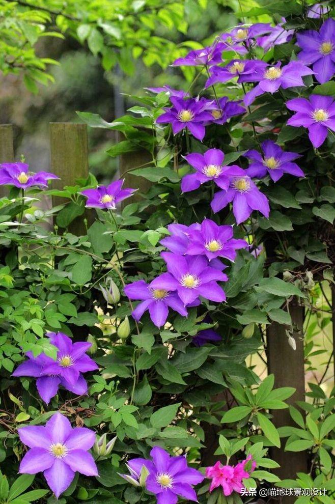 長(cháng)春蔓開(kāi)花嗎，長(cháng)春蔓和常春藤一樣嗎?