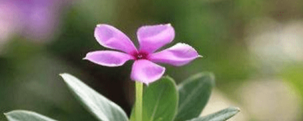 長(cháng)春蔓的繁殖方法，長(cháng)春蔓的養殖方法?