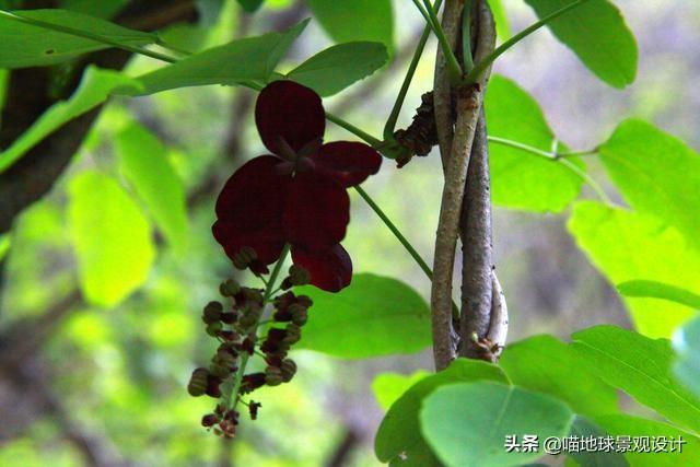 長(cháng)春蔓開(kāi)花嗎，長(cháng)春蔓和常春藤一樣嗎?