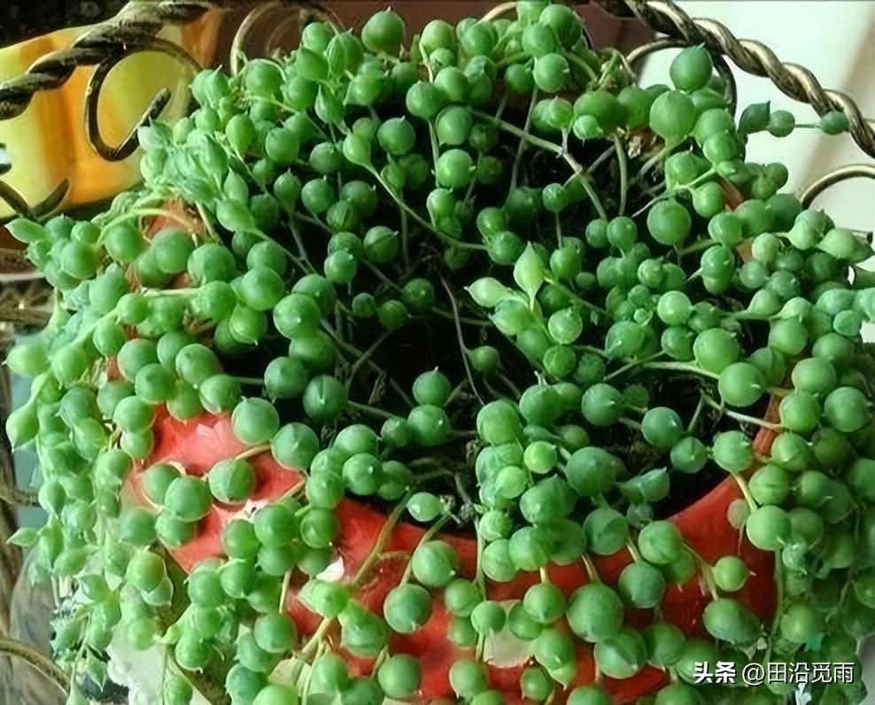 魚(yú)嘴吊蘭怎么養殖方法，怎么施肥，小嘴魚(yú)能養殖嗎?