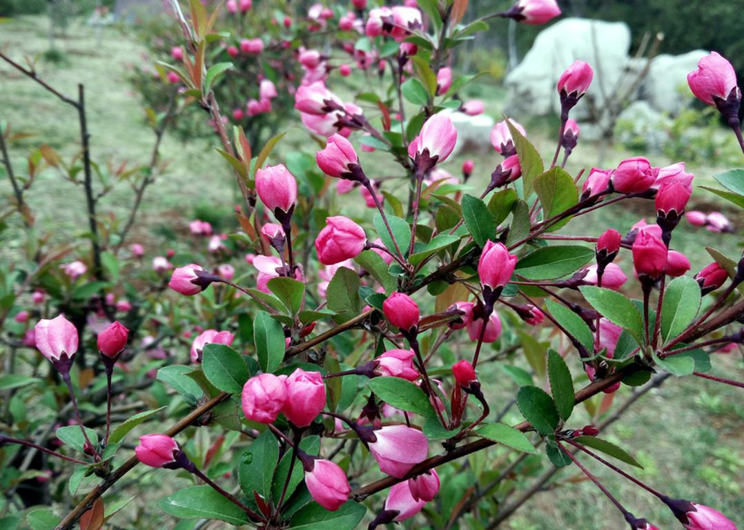 怎么讓垂枝海棠二次開(kāi)花，皇家美人垂枝海棠?