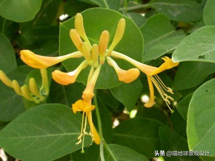 長(cháng)春蔓開(kāi)花嗎，長(cháng)春蔓和常春藤一樣嗎?