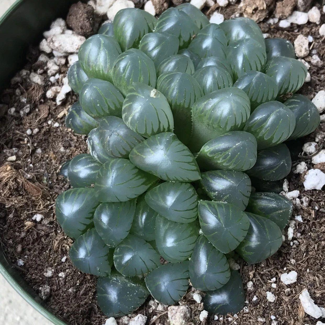 草玉露怎么澆水，這樣澆葉子更透亮了!，玉露干癟不服盆?