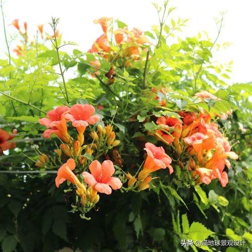 長(cháng)春蔓開(kāi)花嗎，長(cháng)春蔓和常春藤一樣嗎?