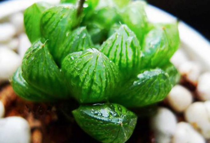 草玉露徒長(cháng)怎么辦，玉露一直竄高怎么辦?