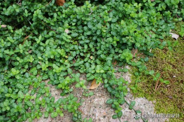 長(cháng)春蔓開(kāi)花嗎，長(cháng)春蔓和常春藤一樣嗎?