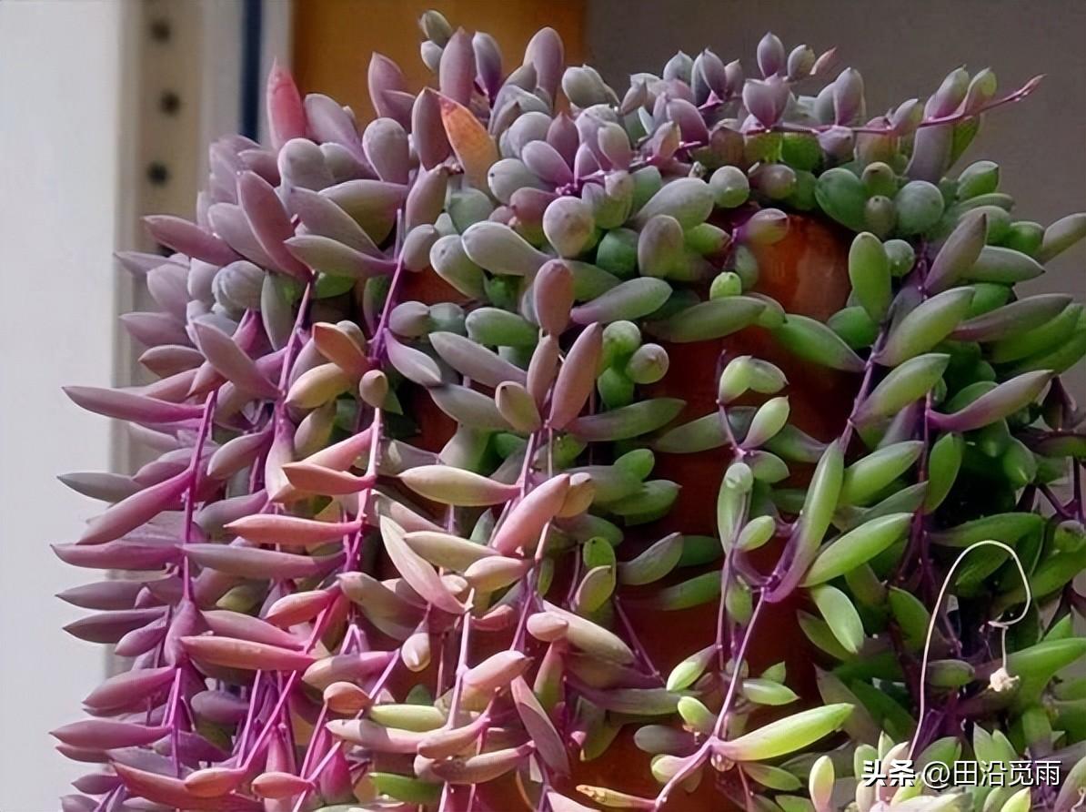 魚(yú)嘴吊蘭怎么養殖方法，怎么施肥，小嘴魚(yú)能養殖嗎?