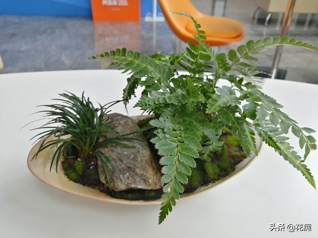 菖蒲盆景怎么過(guò)冬?，新手如何養菖蒲?