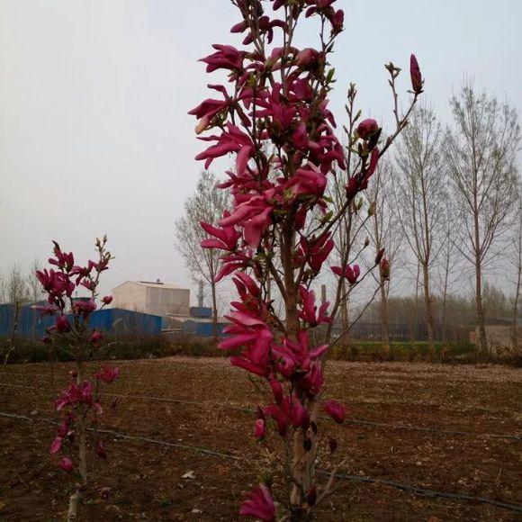 白玉蘭怎么澆水，白玉蘭花多久澆一次水?